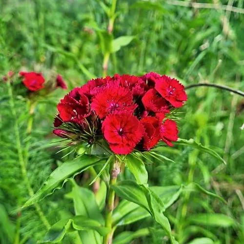 Dianthus barbatus