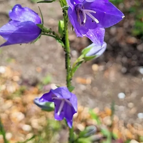 Campanula persicifolia