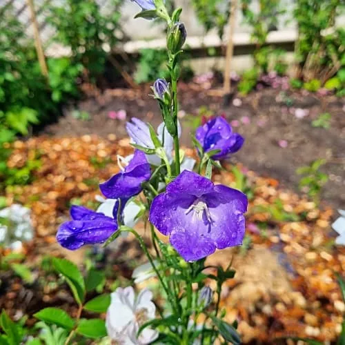 Campanula persicifolia