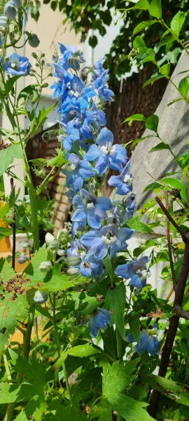 A delphinium photo